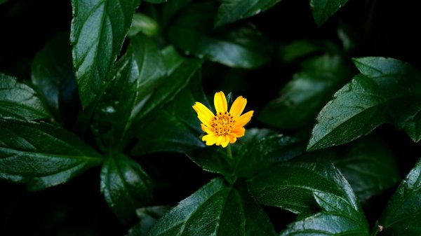 Comment la consommation de graines de tournesol peut-elle influencer la santé osseuse ?